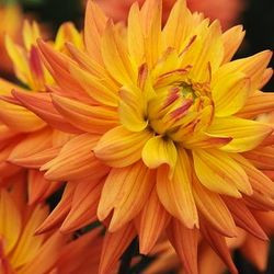Dahlia 'Karma Corona', 'Karma Corona' Dahlia, Semi-Cactus Dahlias, Yellow Dahlias, Orange Dahlias, Karma Dahlias, Dahlia Tubers, Dahlia Bulbs, Dahlia Flower, Dahlia Flowers, summer bulbs 