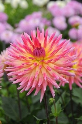 Dahlia Karma Sangria, Semi-Cactus Dahlias, Dahlias for cut flowers, Cutting garden, Best dahlias for containers, Best dahlias for low borders, Pink Dahlias