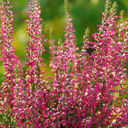 Heath growing information, Heather growing information, How to grow Heather, Heather care, Heath care, Erica carnea, erica darleyensis, calluna vulgaris, Winter heath
