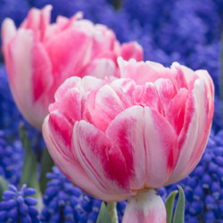 Tulip, Single Early Tulip, Single Late Tulip, Double Early Tulip, Double Late Tulip, Lily Tulip, Fringed Tulip, Greigii Tulip, Parrot Tulip, Spring Flowers