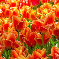 Tulip, Single Early Tulip, Single Late Tulip, Double Early Tulip, Double Late Tulip, Lily Tulip, Fringed Tulip, Greigii Tulip, Parrot Tulip, Spring Flowers