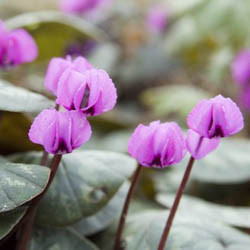 Spring bulbs, Summer bulbs, Fall Bulbs, when to plant bulbs, season for bulbs, planting bulbs