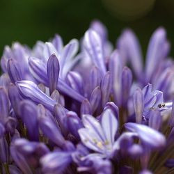 Agapanthus, lily of the Nile, African lily