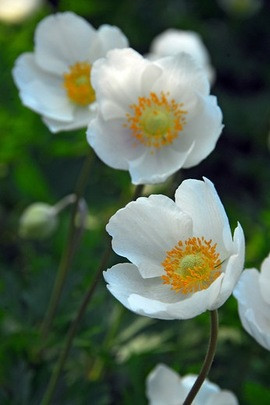 Anemone coronaria the bride, Contempory white garden, white spring flowers, Muscari botryoides, Anemone blanda white splendour, narcissus Thalia, White Tulips, White daffodils, White narcissus, White anemones, White muscari