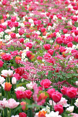 Spring Combination Ideas, Bulb Combinations, Plant Combinations, Flowerbeds Ideas, Spring Borders, Tulip Angelique, Tulip Menton, Tulip Mariette,Tulip China Pink, Narcissus Geranium, Dicentra Spectabilis