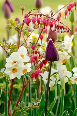 Spring Combination Ideas, Bulb Combinations, Plant Combinations, Flowerbeds Ideas, Spring Borders, Tulip Curley Sue, Daffodil Geranium, Dicentra Spectabilis, Narcissus Geranium, Bleeding Heart