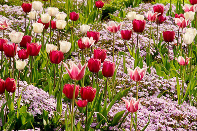 Spring Combination Ideas, Bulb Combinations, Plant Combinations, Flowerbeds Ideas, Spring Borders, Phlox subulata Emerald Cushion,Tulip Don Quichotte, Tulip Ballade, Tulip Shirley, Tulipa Don Quichotte, Tulipa Ballade, Tulipa Shirley, Lily Flower