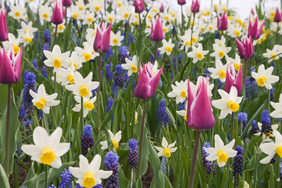 Spring Combination Ideas, Bulb Combinations, Plant Combinations, Flowerbeds Ideas, Spring Borders,Tulip Ballade, Muscari valerie Finnis, muscari Armeniacum, Daffodil Jack Snipe, Tulipa Ballade, Tulipe Ballade, Narcissus Jack Snipe