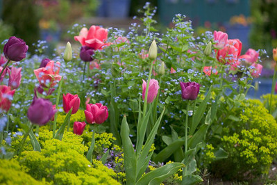 Spring Combination Ideas, Bulb Combinations, Plant Combinations, Flowerbeds Ideas, Spring Borders, Brunnera Macrophylla, Euphorbia cyparssias,Tulip 'Barcelona',Tulip 'Don Quichotte',Tulip 'Negrita',Tulip 'Pink Impression' 