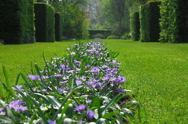 Contemporary blue garden, Blue spring flowers, grape hyacinths, Muscari, Scilla siberica, Anemone blanda, Iris reticulata, alliums, Grecian Windflowers