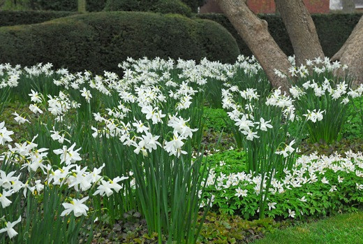 Narcissus 'Thalia', Traditional white garden, white spring flowers, grape hyacinths, Muscari botryoides, Anemone blanda white splendour, narcissus Thalia, narcissus bridal Crown, Snowdrops, Galanthus Nivalis, Leucojum Gravetye Giant