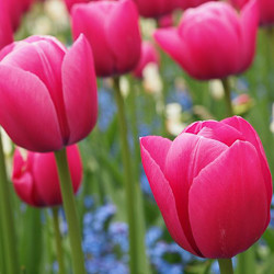 The Many Looks and Classifications of Tulips - Dengarden