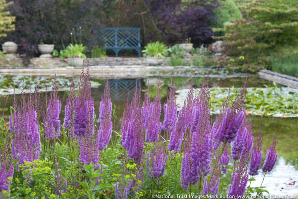 Astilbe Chinensis var. Taquetii 'Superba', Chinese Astilbe 'Superba', False Spirea 'Superba', False Goat's Beard 'Superba', Astilbe 'Superba', purple Astilbes, Purple flowers, flowers for shade