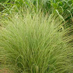 Miscanthus Sinensis 'Morning Light', Maiden Grass 'Morning Light', Eulalia 'Morning Light', Chinese Silver Grass 'Morning Light', Japanese Silver Grass 'Morning Light', Drought tolerant plant, Ornamental grass Morning Light, Low maintenance ornamental gra