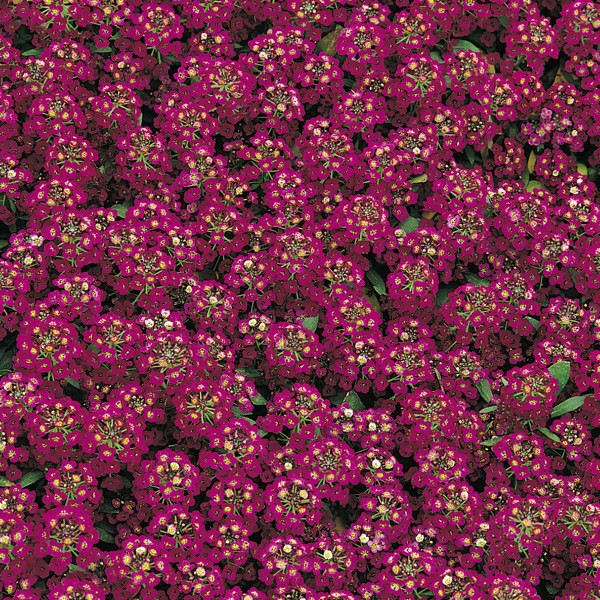 Alyssum Easter Bonnet, Lobularia Easter Bonnet, Fragrant plants, heat tolerant plants