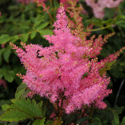 Astilbe 'Younique Salmon', False Spirea 'Younique Salmon', False Goat's Beard 'Younique Salmon', Salmon Astilbes,Salmon flowers, flowers for shade