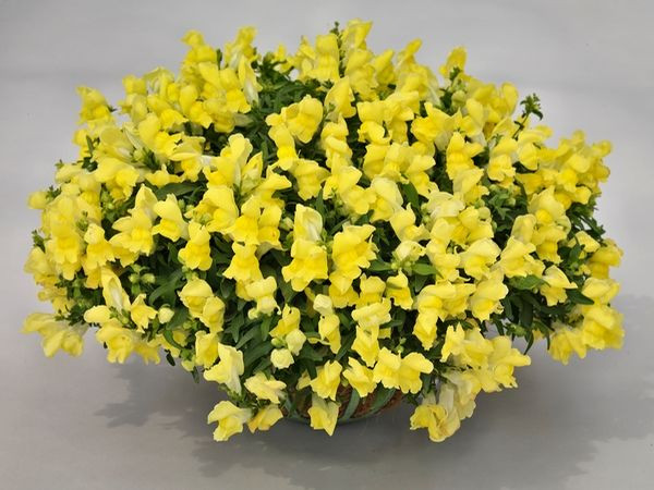 Antirrhinum Majus, Snapdragon 'Candy Showers', Snapdragon, Bedding plants, Tender perennial, snapdragon Sonnet, Snapdragon Liberty