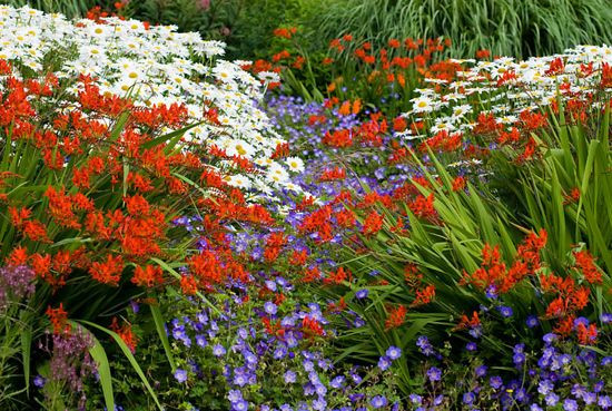Blooms of bressingham,Bressingham Gardens,Crocosmia Lucifer and Leucanthemum x superbum Manhattan,The Summer Garden,Norfolk,Perennial combination with Geranium Rozanne