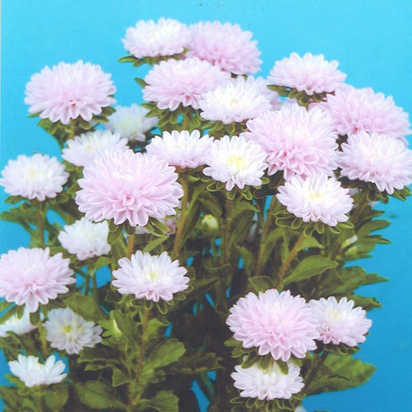 Callistephus Chinensis, China Aster, Aster Chinensis, Aster Pompon, Aster Paeony, Annuals, Annual plants, Annual flowers