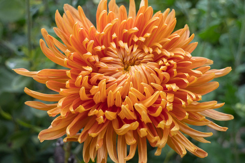 13 Types of Chrysanthemum for a splash of fall color