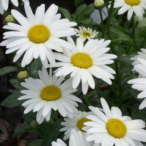 Leucanthemum superbum information, Leucanthemum x superbum information, Shasta Daisy information, Leucanthemum Becky, Leucanthemum Banana Cream, Leucanthemum Crazy daisy