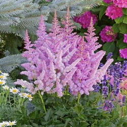 Chinese Astilbe 'Vision', False Spirea 'Vision', False Goat's Beard 'Vision', Astilbe 'Vision in Pink', Astilbe 'Vision in Red', Astilbe 'Vision in White'