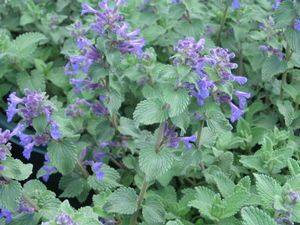 Catnip Nepeta mussini Catmint Perennial Flower 100 Seeds Cat Seeds Green  Plant