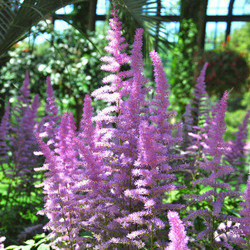 Astilbe x Arendsii 'Amethyst', Astilbe Amethyst information, Amethyst Astilbe information, False Spirea Amethyst information, Purple astilbe, lavender astilbe