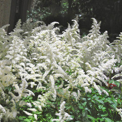 Astilbe 'Bridal Veil', Astilbe x Arendsii 'Bridal Veil', False Spirea 'Bridal Veil', False Goat's Beard 'Bridal Veil', Astilbe x Arendsii 'Brautschleier', False Spirea 'Brautschleier', False Goat's Beard 'Brautschleier', White Astilbes, White flowers, flo