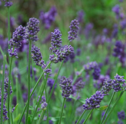 Lavender, English Lavender, Spanish lavender, French Lavender, Common lavender, True Lavender, Spike lavender, lavandula angustifolia, lavandula dentata, lavandula stoechas, lavandula x inter