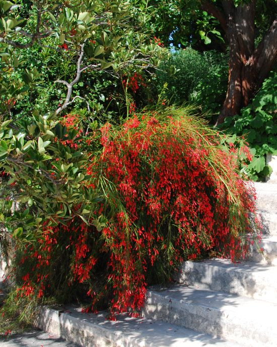 Garden ideas, Raised Beds Ideas, Firecracker Plant, Coral Plant, Fountain Plant, Russelia Equisetiformis