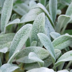 Stachys Byzantina, Lamb's Ears, Donkey's Ears, Jesus Flannel, silver foliage perennial