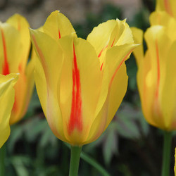 Tulip Hocus Pocus, Tulipa hocus Pocus, Yellow Tulip, Single Late Tulip