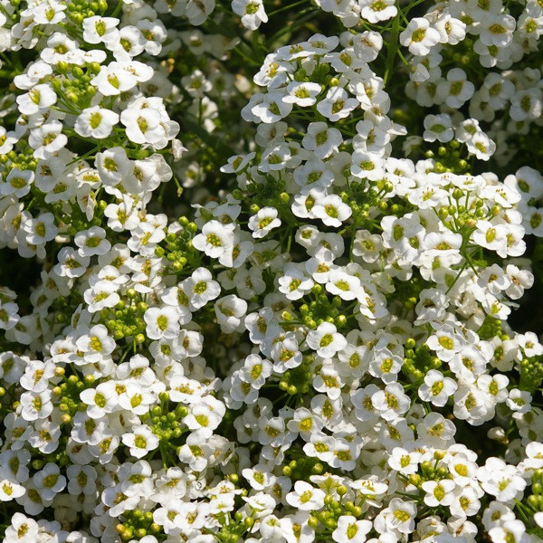 Alyssum Snow Princess, Lobularia Snow Princess, Fragrant plants, heat tolerant plants