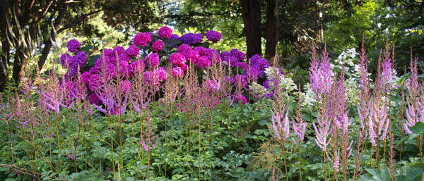 Astilbes, Midseason Astilbes, Late Season Astilbes, Astilbe Bloom Times, Early Season False Spirea, Midseason False Spirea, Late Season False Spirea, False Spirea Bloom Times