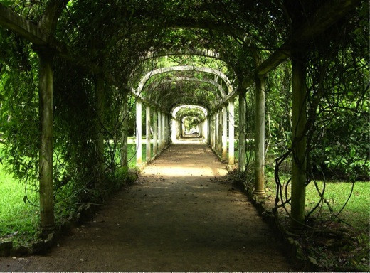 Pergola, climbing vines, vines, statue, garden ornament, arbor