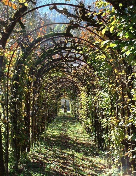 Pergola, climbing vines, vines, statue, garden ornament, arbor