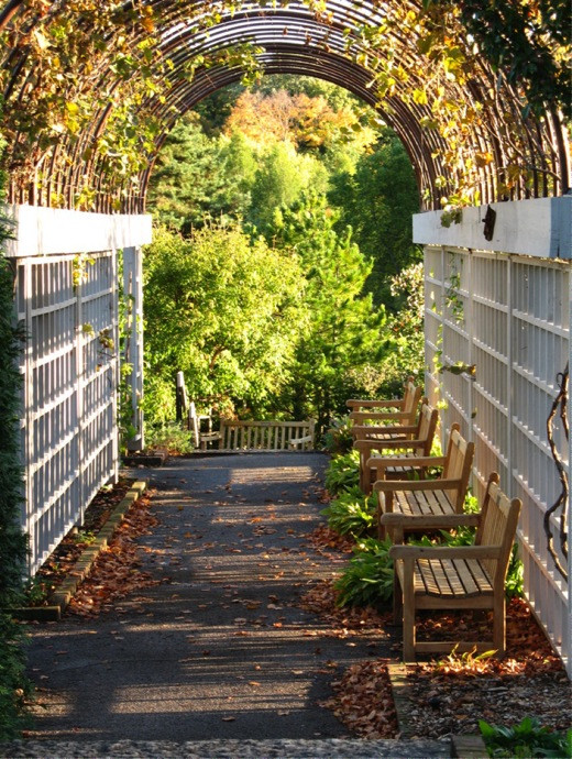 arbor,arches,climbing plants,covered walkway,garden bench,path,patio furniture,trellis ,vines, walkway
