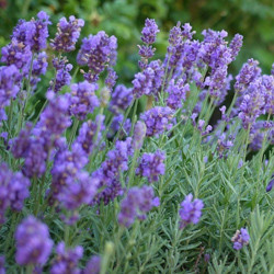 Lavender, English Lavender, Spanish lavender, French Lavender, Common lavender, True Lavender, Spike lavender, lavandula angustifolia, lavandula dentata, lavandula stoechas, lavandula x inter
