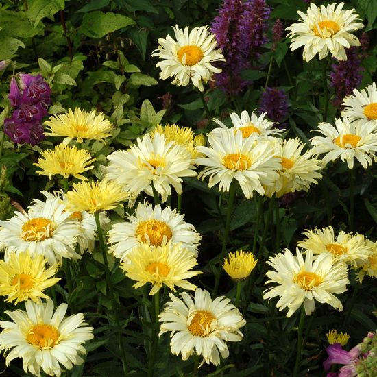 Leucanthemum superbum information, Leucanthemum x superbum information, Shasta Daisy information, Leucanthemum Becky, Leucanthemum Banana Cream, Leucanthemum Crazy daisy