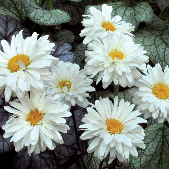 Leucanthemum superbum information, Leucanthemum x superbum information, Shasta Daisy information, Leucanthemum Becky, Leucanthemum Banana Cream, Leucanthemum Crazy daisy