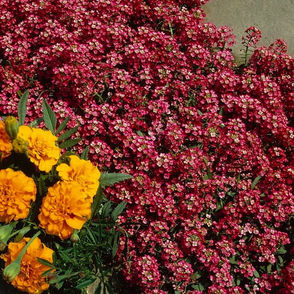 Alyssum Wonderland, Lobularia Wonderland, Fragrant plants, heat tolerant plants