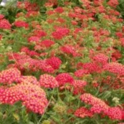 Achillea 'Paprika', Yarrow Paprika,