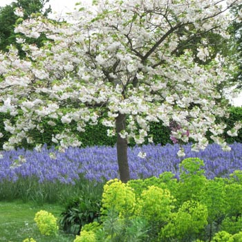 Japanese Flowering Cherries, Prunus pendula, Prunus sargentii, Prunus serrulata, Prunus x yedoensis, Prunus x subhirtella, Spring clowers, Cherry blossoms