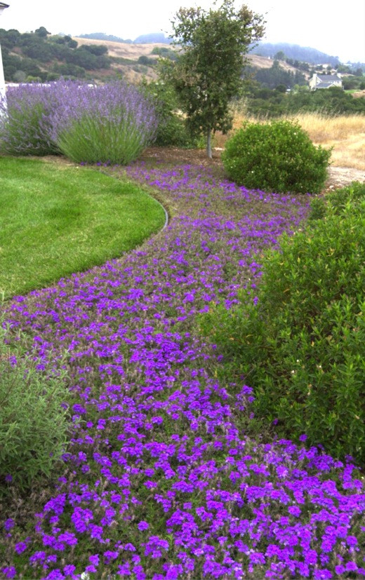 Flower river, Verbena Tapien, Purple Sage