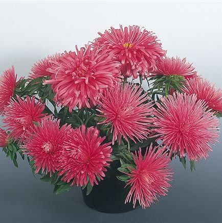 Callistephus Chinensis, China Aster, Aster Chinensis, Aster Pompon, Aster Paeony, Annuals, Annual plants, Annual flowers