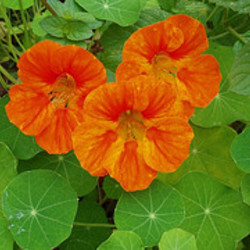 Nasturtium, Tropaeolum, Nasturtium, Nasturtiums, Common Nasturtium, Indian Cress, Garden Nasturtium, Orange Flowers, Red Flowers, Yellow Flowers, Annuals, Annual plant, deer resistant flowers