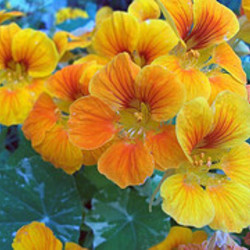 Nasturtium, Tropaeolum, Nasturtium, Nasturtiums, Common Nasturtium, Indian Cress, Garden Nasturtium, Orange Flowers, Red Flowers, Yellow Flowers, Annuals, Annual plant, deer resistant flowers