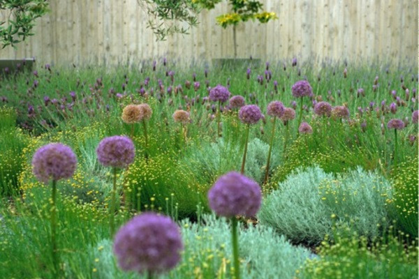 Allium 'Globemaster',Allium Purple Sensation, Artemisia Arborescens,Lavandula Stoechus,Santolina Chamaecyparissus