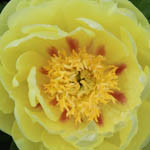 Paeonia 'Bartzella', Peony 'Bartzella', 'Bartzella' Peony, Itoh Peony 'Bartzella', Intersectional Peony 'Bartzella', Yellow Peonies, Yellow flowers, Fragrant Peonies